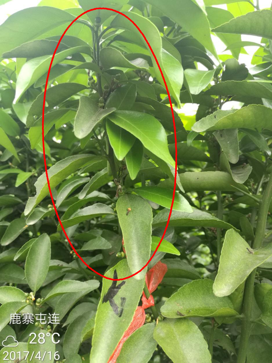 示範二：促花(huā)保果期-6.jpg