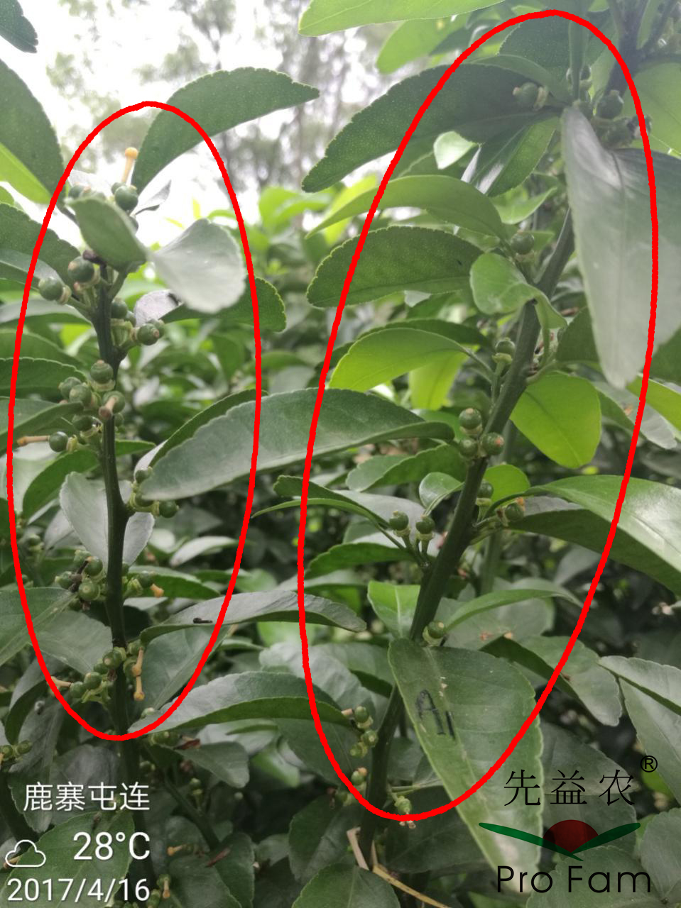 示範二：促花(huā)保果期-3.jpg