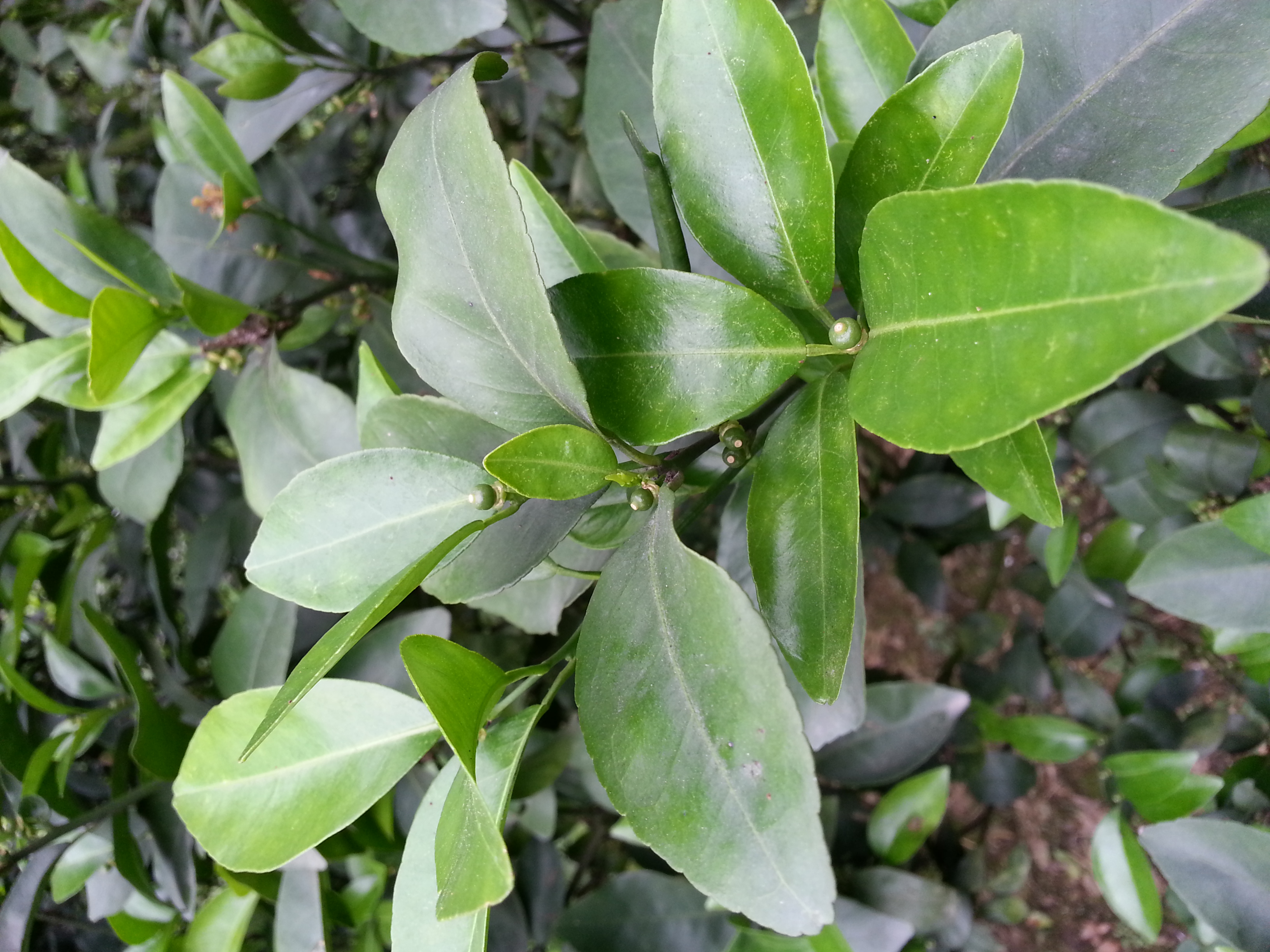 坐(zuò)果穩.jpg