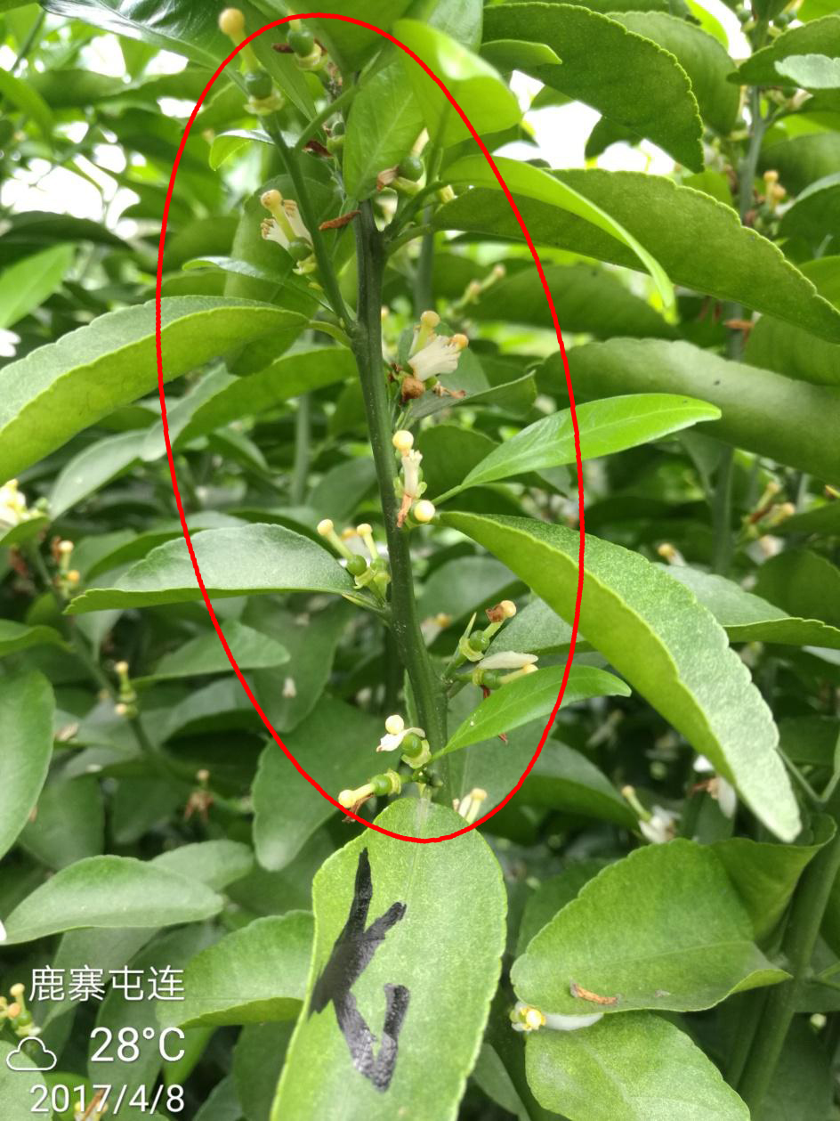 示範二：促花(huā)保果期-5.jpg