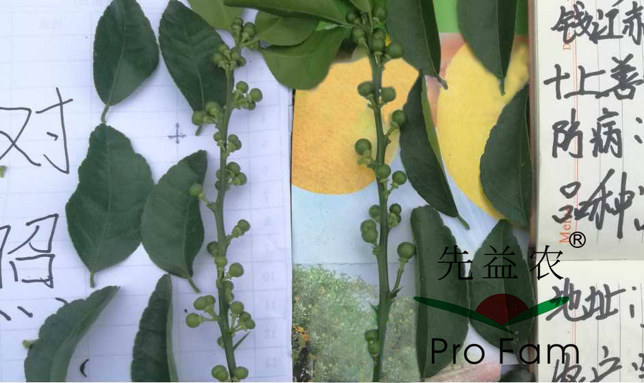 示範二：促花(huā)保果期-8.jpg
