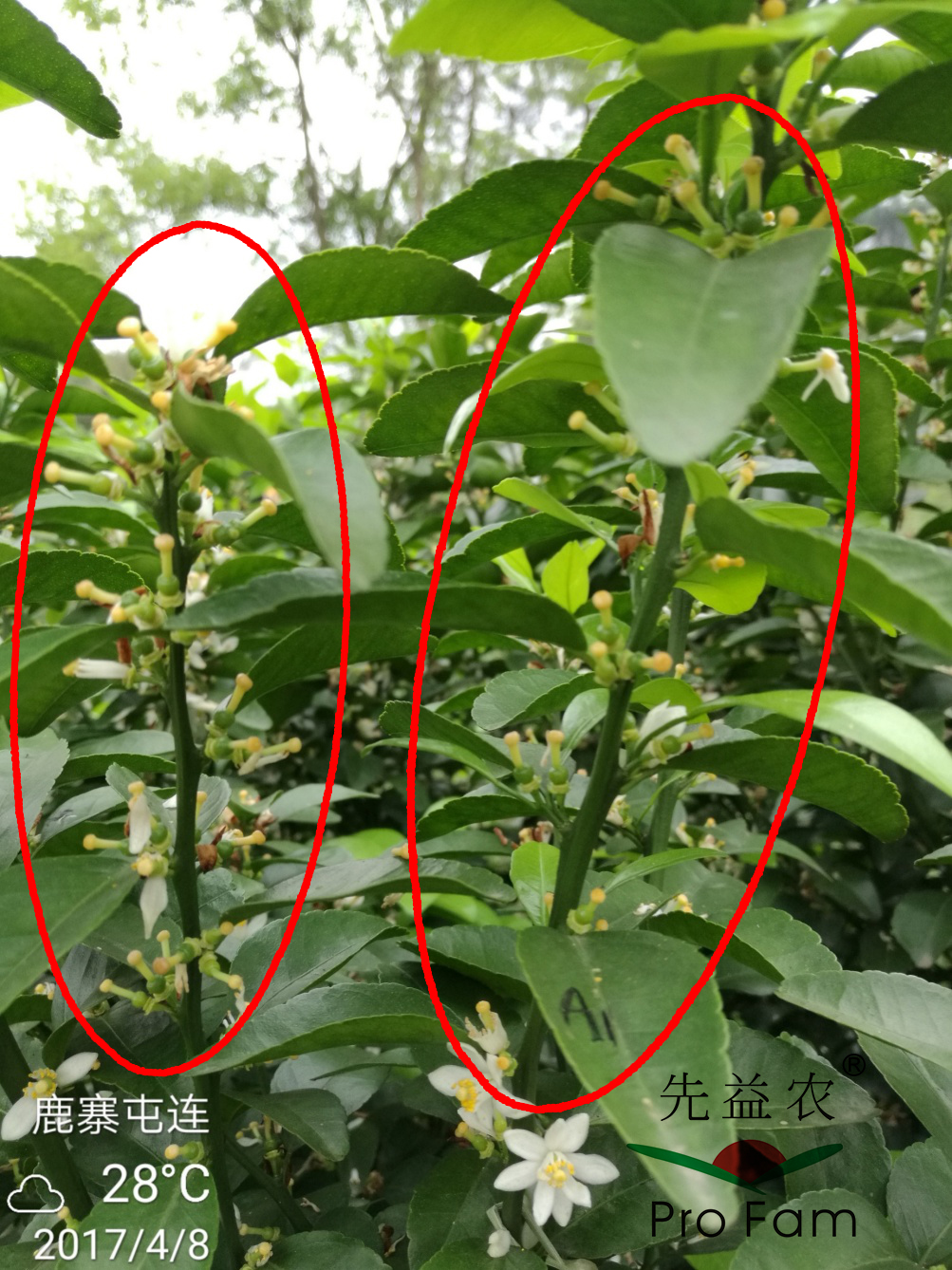 示範二：促花(huā)保果期-2.jpg