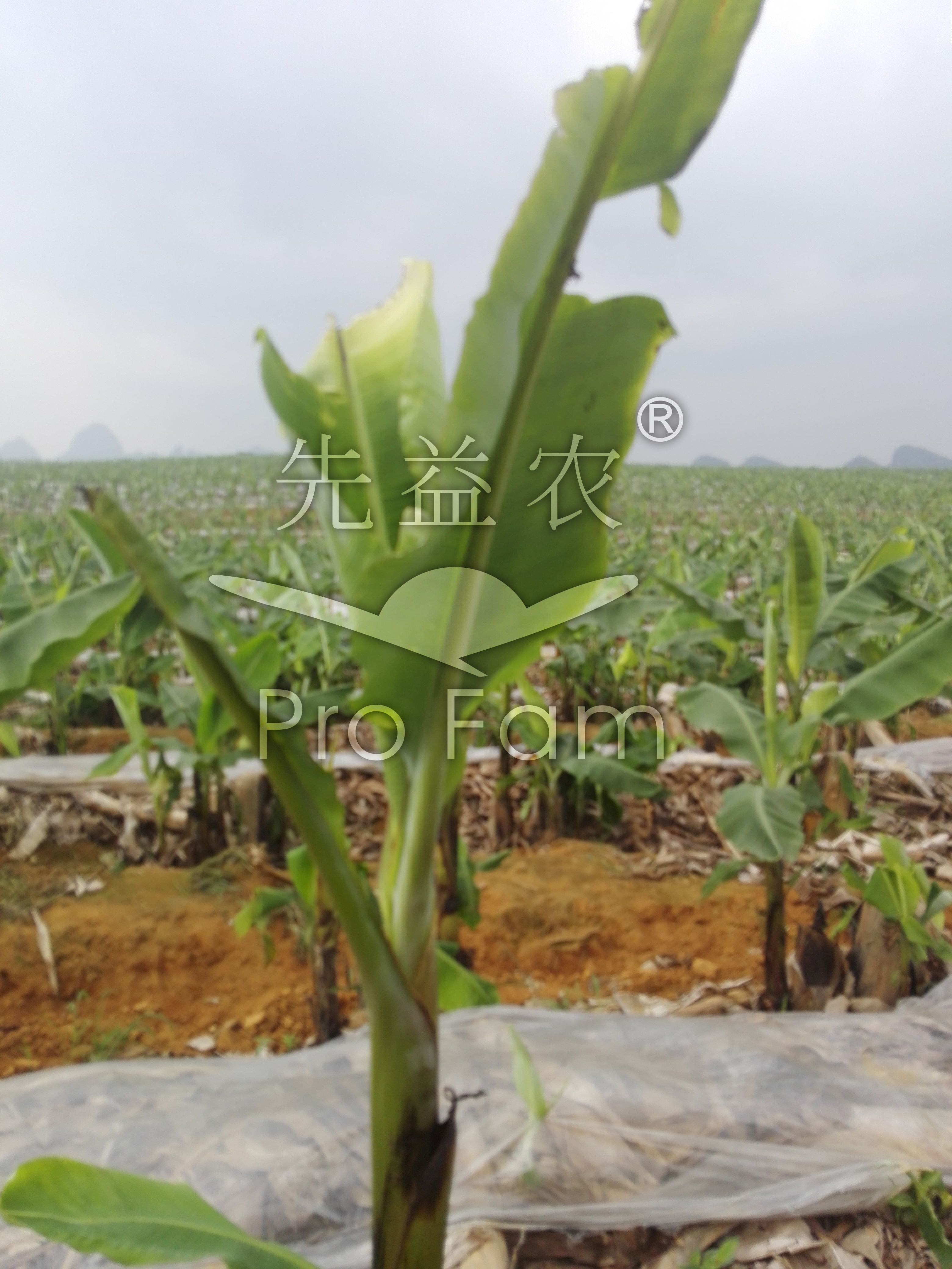 香蕉凍害.jpg