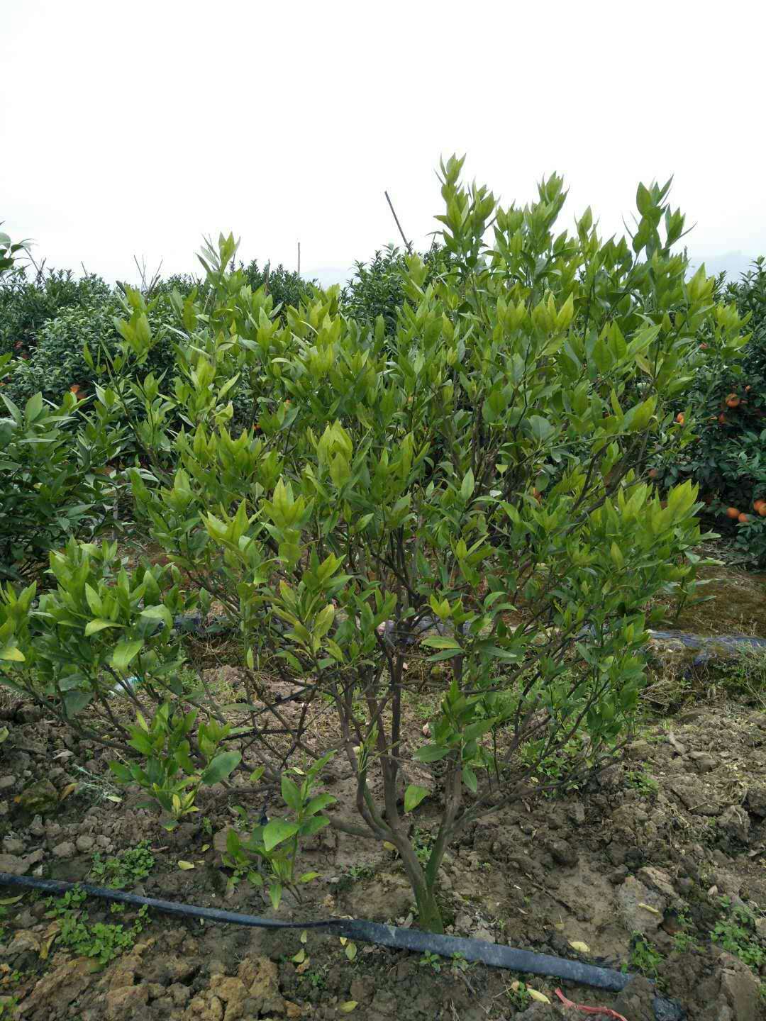 示範一：黃化管理(lǐ)-2.jpg