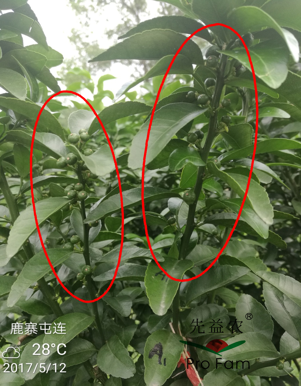 示範二：促花(huā)保果期-4.jpg