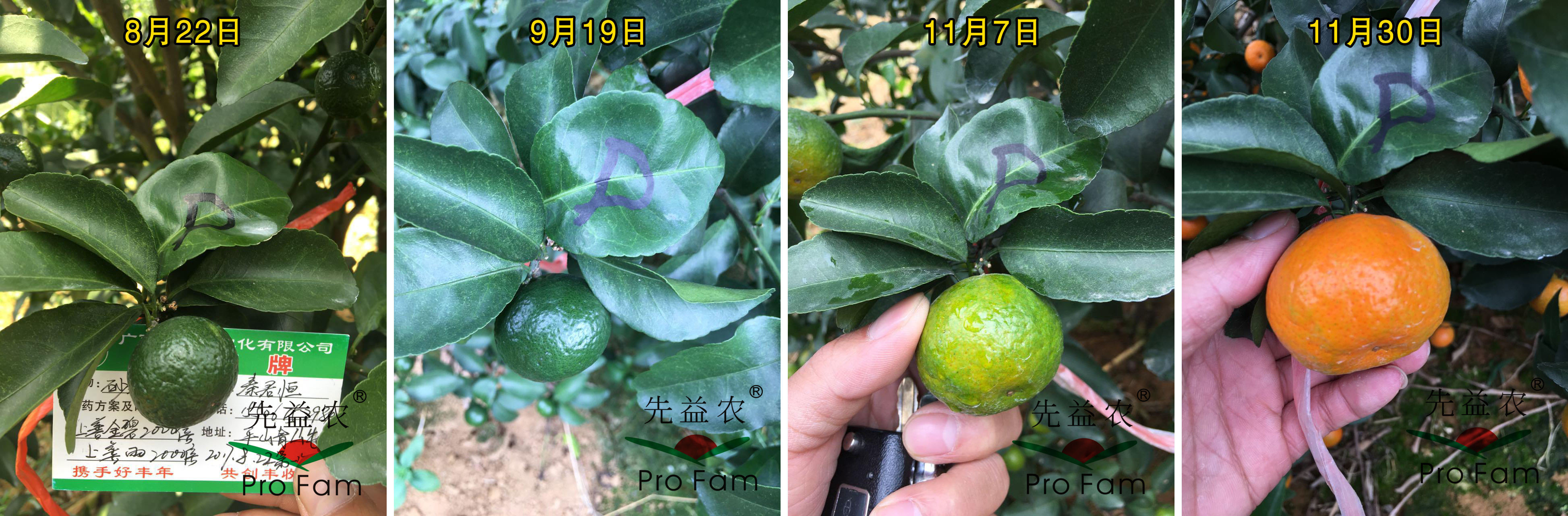示範三：膨果着色期-3.jpg