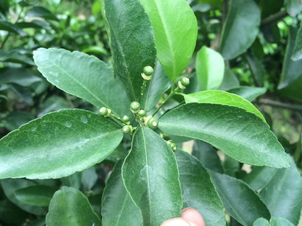 坐(zuò)果好.jpg