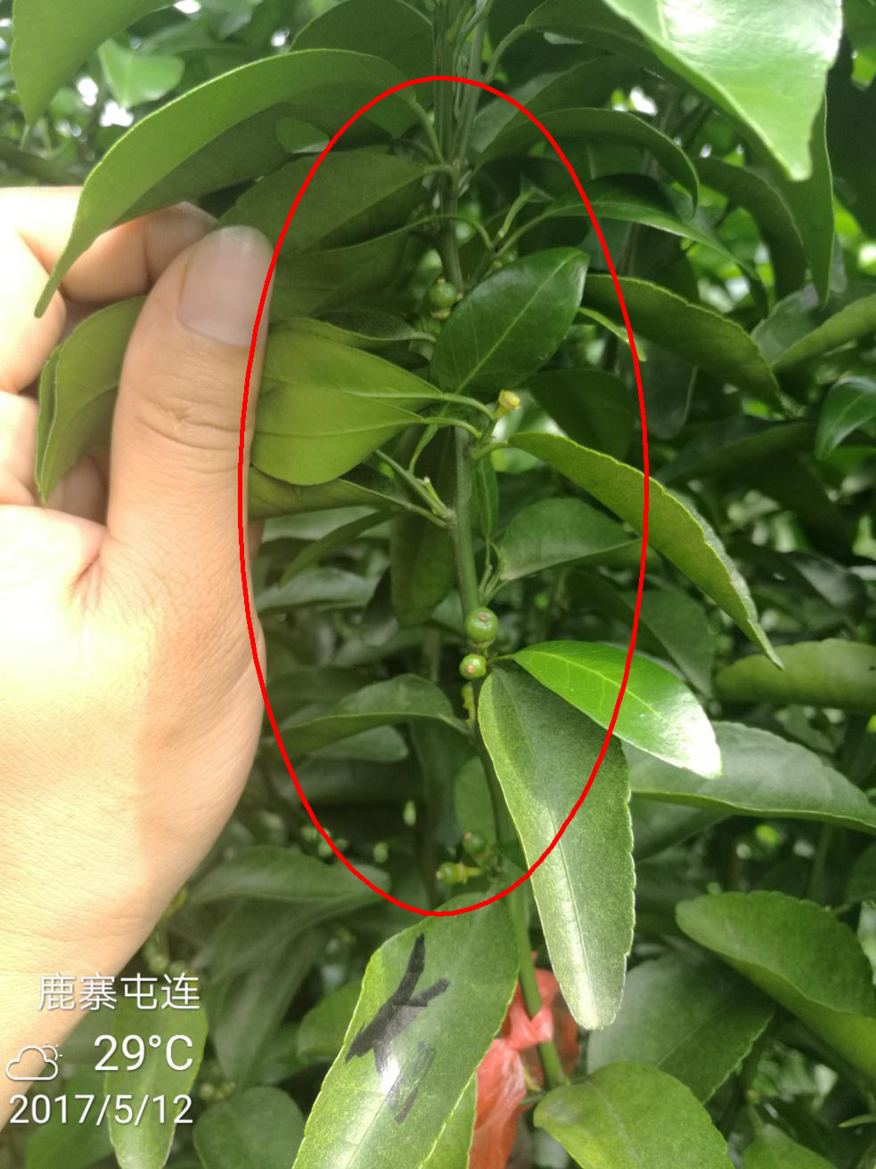 示範二：促花(huā)保果期-7.jpg