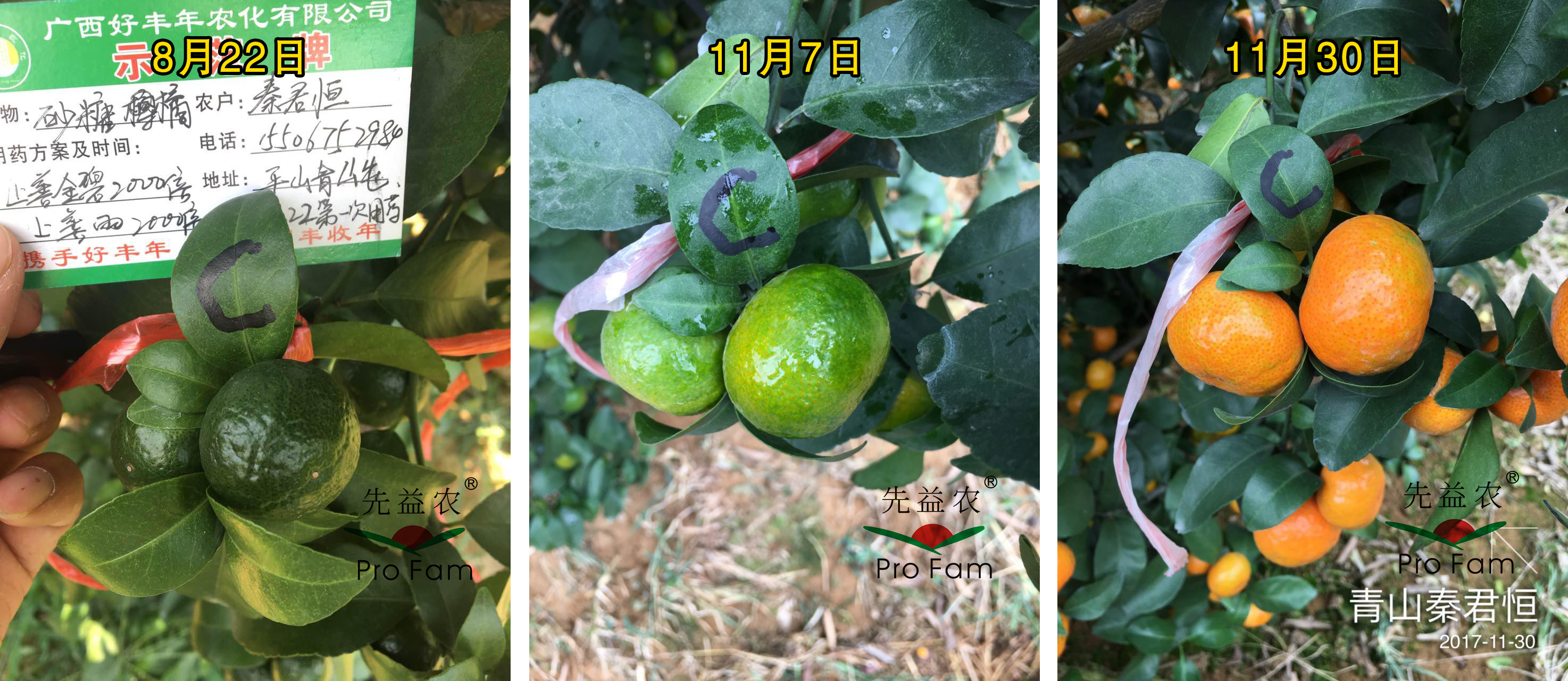 示範三：膨果着色期-2.jpg