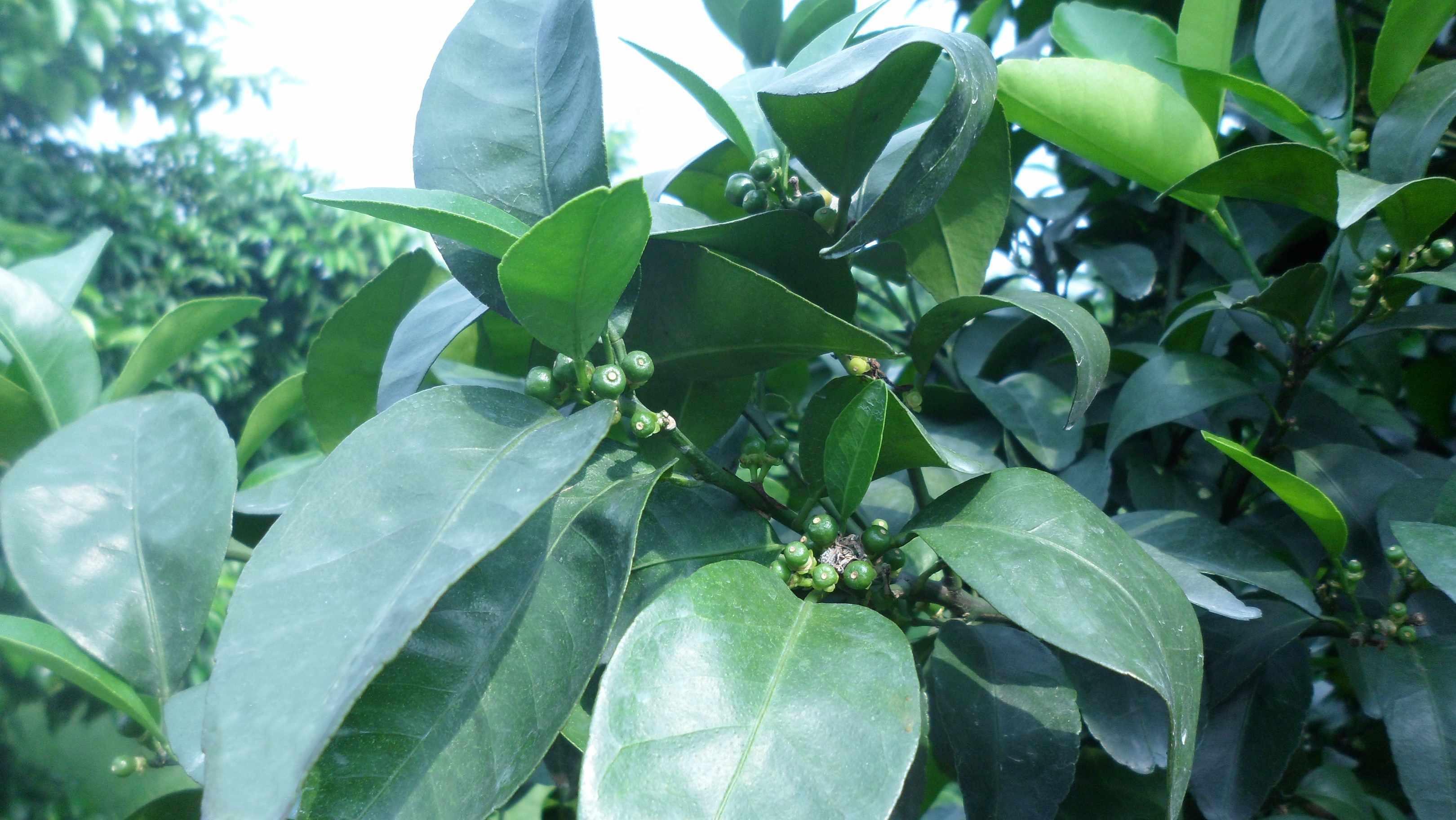 小(xiǎo)果轉綠快，葉色濃綠.png